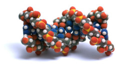 4 февраля Ученые доказали, что носителем наследственной информации является дезоксирибонуклеиновая кислота (ДНК)