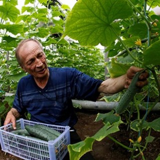 В августе-сентябре ожидается снижение цен