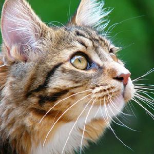 Как кошки воспринимают окружающий мир?