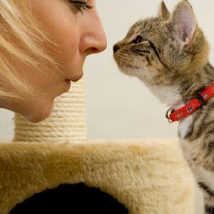 Чем можно заразиться от кошки: мифы и факты
