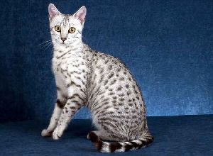 Египетская Мау – кошка фараонов