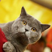 Международная выставка кошек пройдет в Уссурийске