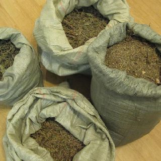 Более 2 тонн наркотиков изъято сотрудниками наркоконтроля в Приморье с начала года