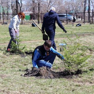 Аллея в парке имени А.К. Чумака пополнилась новыми деревьями