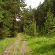 Городские леса – управлению благоустройства Городские леса – управлению благоустройства