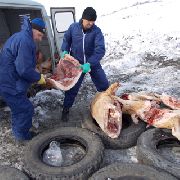 Под Уссурийском идёт уничтожение около 50 тонн мяса