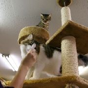«Кошкин дом» приглашает уссурийцев помочь бездомным животным