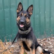 В Уссурийске немецкая овчарка Саламандра помогла полицейским раскрыть кражу