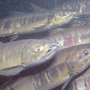 Жители Уссурийска ловили кету на заповедной территории