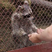 В Уссурийске появится еще один частный зоопарк