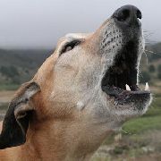 Собаки воют, жить не дают!