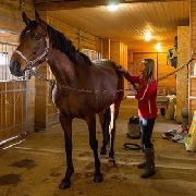 Уссурийский конно-спортивный клуб нарушал правила содержания лошадей