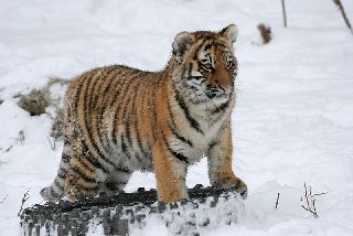 Ветврачи из Уссурийска спасли тигренка, пострадавшего от браконьеров