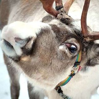 В зоопарк "Чудесный" приехали северные олени