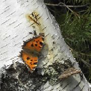 Все побеждает позитив!