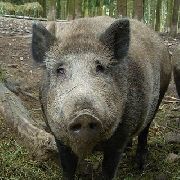 В Уссурийске выпущенные на волю кабаны вернулись домой