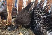 Дикобраз воспитывает крольчат в Уссурийске (ВИДЕО)