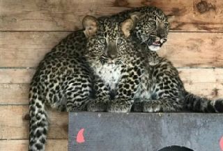 В зоопарк под Уссурийском привезли двух леопардов