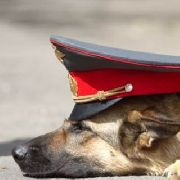 Служебные псы Уссурийска «на ходу рвут подметки» преступникам