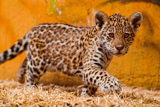 Зоопарк «Чудесный» в селе Борисовка УГО мечтает о ягуаре