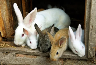В селе под Уссурийском по горячим следам раскрыта кража кроликов