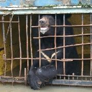 Операция по спасению животных в зоопарке «Зеленый остров» продолжается