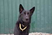 В Уссурийске полицейская собака по кличке Опал помогла раскрыть грабеж
