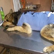 Как остановить рост числа бродячих животных в Уссурийске? Как остановить рост числа бродячих животных в Уссурийске?