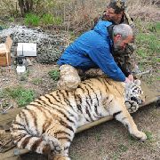 Уссурийская тигрица Золушка адаптируется к новым условиям