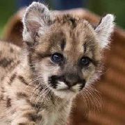 Зоопарк Уссурийска приобретет пуму