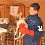 Работа по отлову безнадзорных животных продолжается в УГО