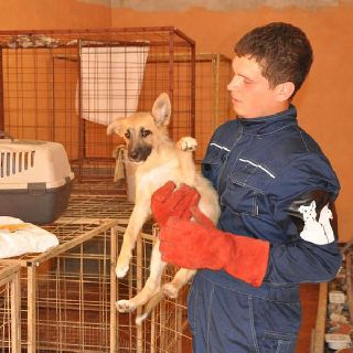 Работа по отлову безнадзорных животных продолжается в УГО Работа по отлову безнадзорных животных продолжается в УГО