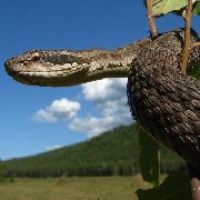 Змея? Не проблема!