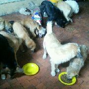 Проблема бездомных собак на территории Уссурийского городского округа Проблема бездомных собак на территории Уссурийского городского округа