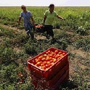 Садоводов и огородников хотят вывести из тени