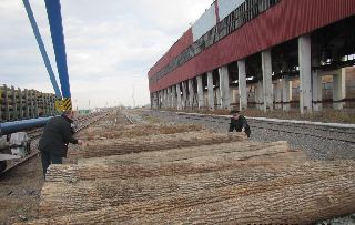 Уссурийская таможня продолжает выявлять нарушения  при экспорте древесины