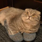 Портал «Золото Уссурийска» разыграл комплект билетов в цирк!