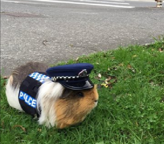 Морская свинка Элиот трудоустроилась констеблем в полицию Новой Зеландии