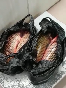 Более 90 кг рыбы пытались незаконно вывезти из России граждане КНР