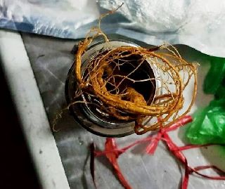 Уссурийские таможенники пресекли факт незаконного вывоза заграницу корня женьшеня