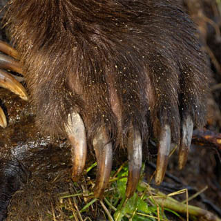 Китаец пытался вывезти из Приморья медвежьи когти