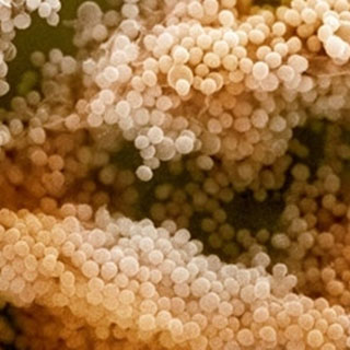 Отравленным салом людей кормили уссурийские производители