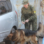 Дальневосточные соревнования таможенных кинологов завершились в Уссурийске (10 фотографий)