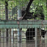 В Уссурийске разработан проект нового зоопарка