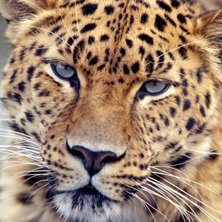 Дальневосточных леопардов из зоопарков Европы завезут в Приморье