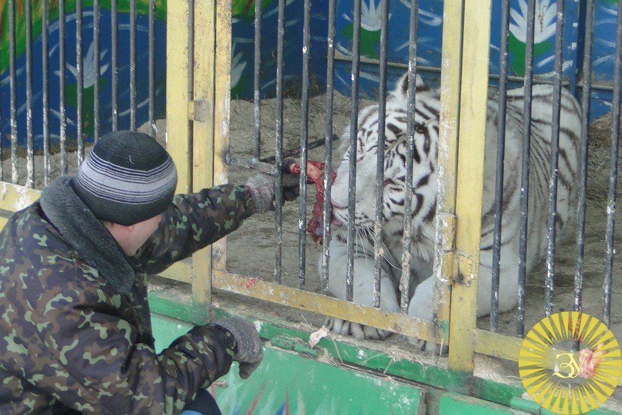 В Уссурийске из зоопарка сбежал лев!