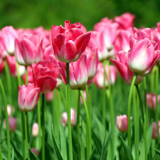 В Уссурийске скоро зацветут тюльпаны