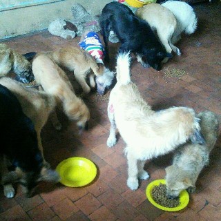 Проблема бездомных собак на территории Уссурийского городского округа