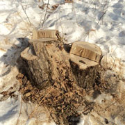 Незаконные рубки деревьев выявлены под Уссурийском (3 фотографии)