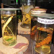 Юные краеведы Уссурийска посетили уникальный уголок Приморья